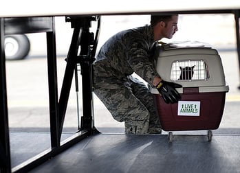 Man Loading Animal Carrier in Plane