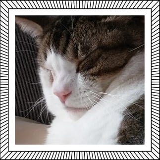 Maxwell-LeeAnnas-cat