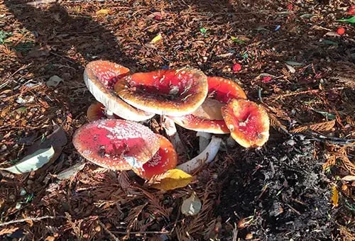 mushroom toxicity to dogs amanita muscaria-PV