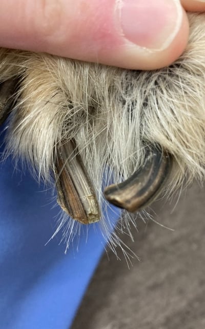 nails growing twisted after breakage