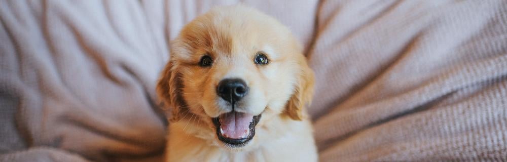 new puppy shopping list