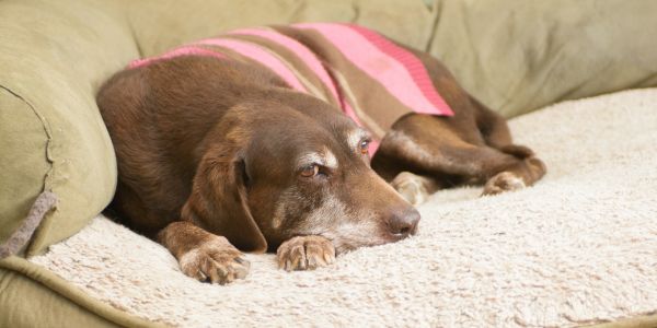 senior dog lying on couch wearing a sweater
