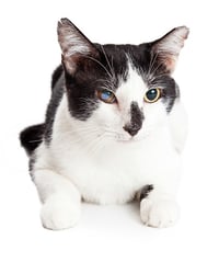 senior cat with cloudy eyes