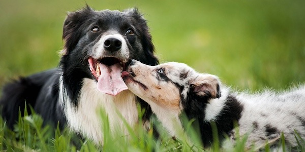 older dog with younger puppy