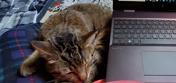 Ollie computer-cropped-600w