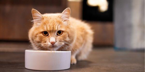 orange cat eating from white bowl