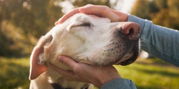 person holding senior labrador dogs face-canva
