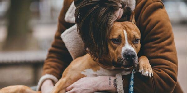 person hugging a boxer mix dog-canva