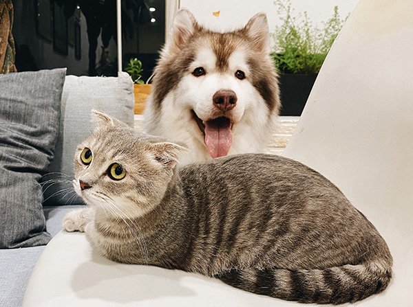 pet care in case of emergency