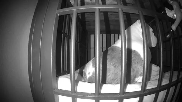 Monitoring Maevis the bulldog in crate with PetCube Pet Camera