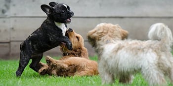 three puppies playing on grass