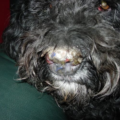 portuguese water do with discoid lupus and cracked nose