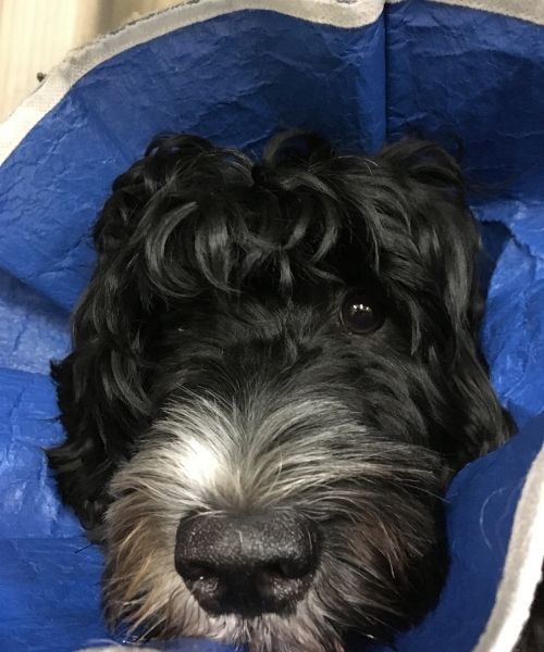 Clover the Portuguese Water Dog in a Soft Sided Cone