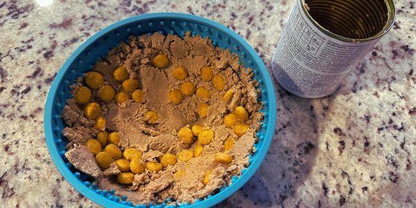prescription food in an interactive feeder bowl