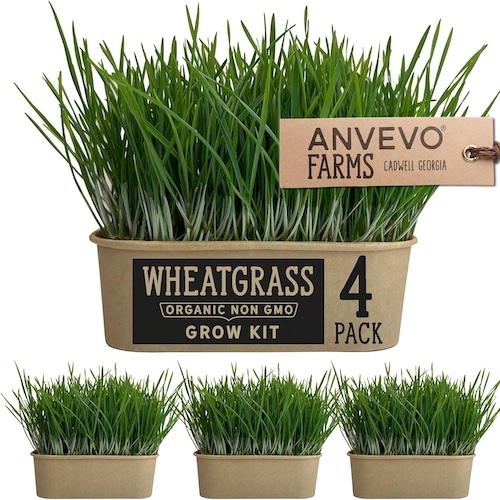 organic pet grass wheatgrass grow kit