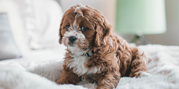 puppy allowed on bed