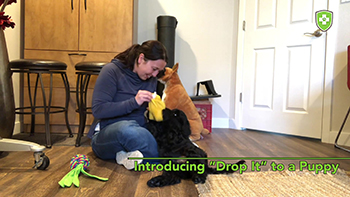 Puppy Drop It Tug with Finnegan