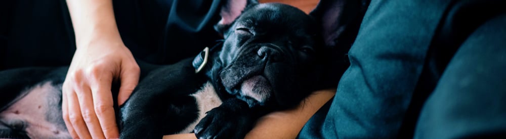 help for getting your puppy used to handling