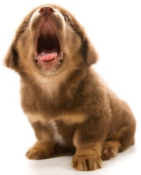 puppy teeth dental health