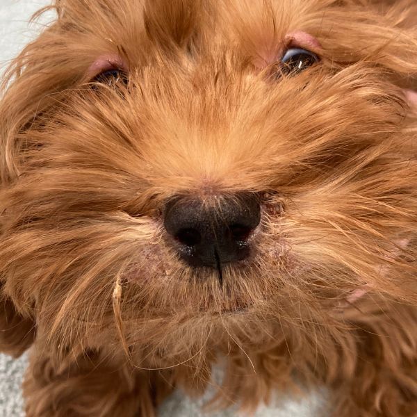 Puppy with strangles skin condition