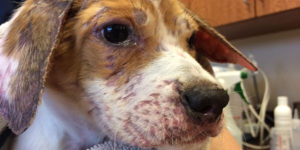 puppy with strangles skin condition