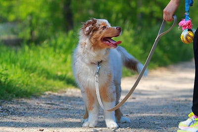 puppy practicing paying attention on walk