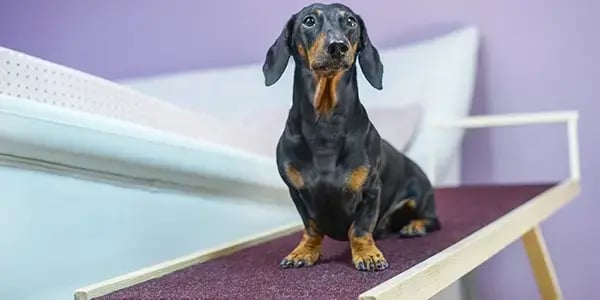 Ramp training for senior pets
