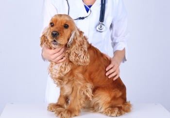 red cocker spaniel sitting on table being examined by veterinarian 