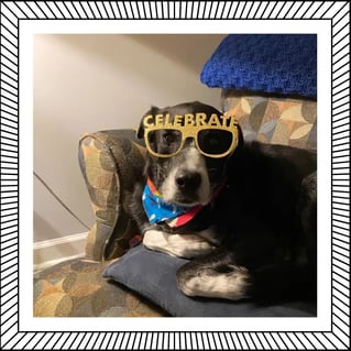 Sam the Lab mix Dr Leslie Gillettes dog