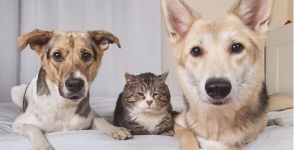 Senior cat lying beside two dogs-canva