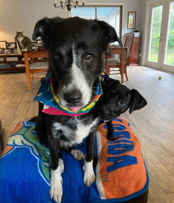 senior dog sam with young puppy Franklin-PV