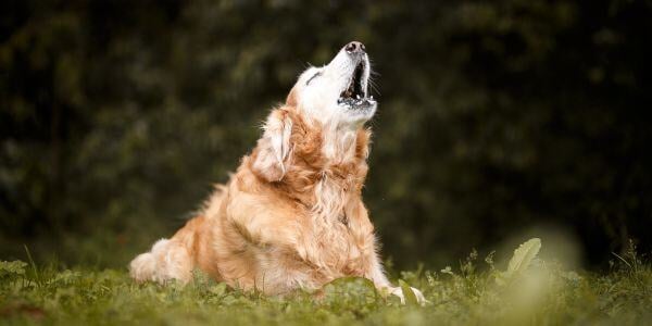 senior golden retriever howling-canva