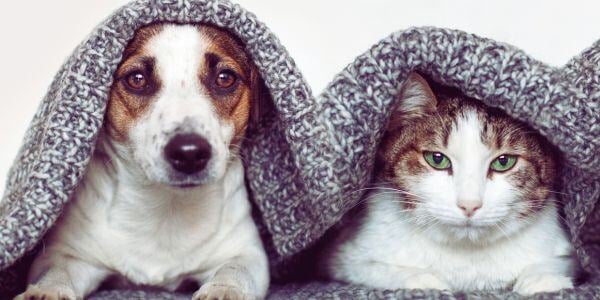 senior jack russell and cat lying under a blanket