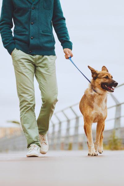 Shepherd dog on walk
