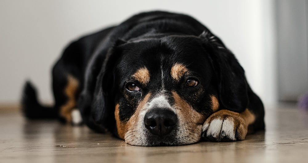 signs of pain in dogs