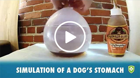 Simulation of Gorilla Glue in Stomach
