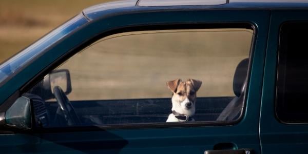 small dog looking out window of suv with cracked windows