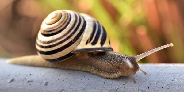 snail crawling on a branch