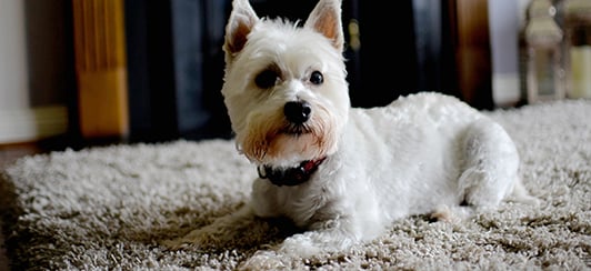 socializing and older dog