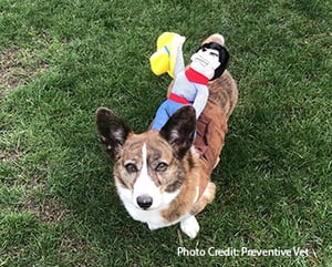 sookie-cowboy-costume-350