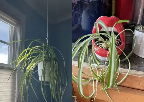 spider plant in hanging basket and planter