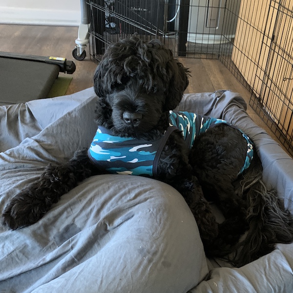 Finnegan the Portuguese Water Dog in a Surgical Recovery Suit