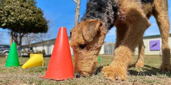 teenage dog sniffing for mental enrichment