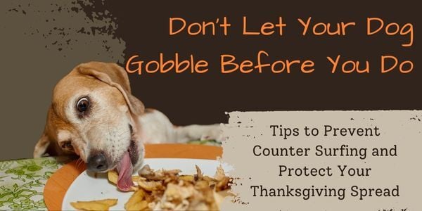 Thanksgiving Counter Surfing