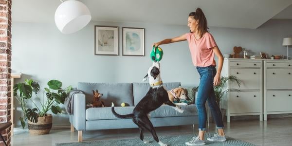 trainer playing with dog during board and train