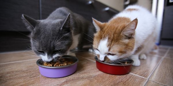 two cats eating their food from separate bowls