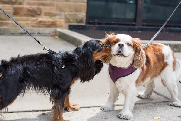two cavalier spaniels meeting on leash