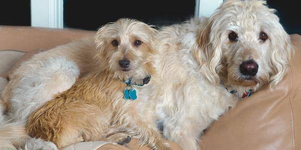 two dogs resting together