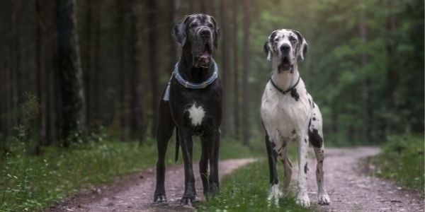 Two great dane dogs with barrel chests