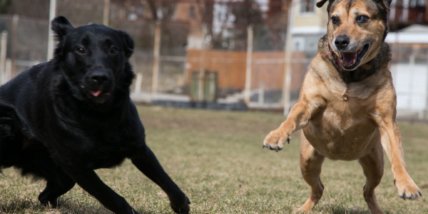Two hyper dogs running zoomies